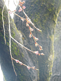 宝珠寺しだれ桜開花状況