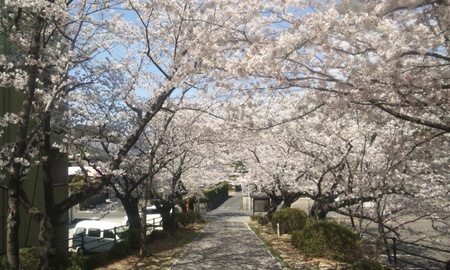 桜満開