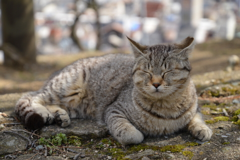 『お彼岸』のお話し。     (=^ェ^=)