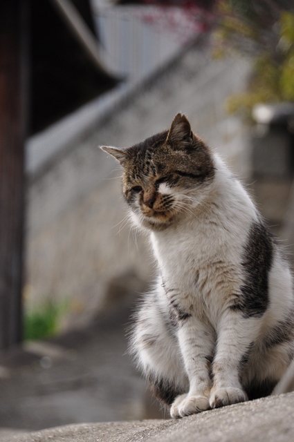 『お彼岸』のお話し。     (=^ェ^=)