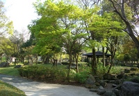 楠