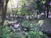 楠