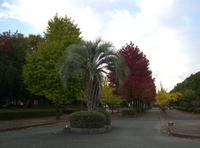 市民公園の紅葉