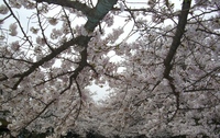田代公園の桜
