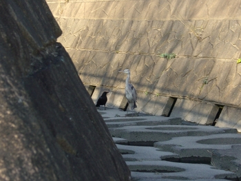 薬師川の蒼鷺と烏