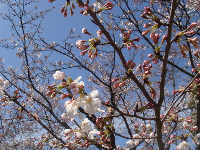 朝日山の桜2010