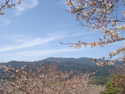 朝日山の桜2010