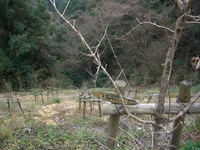 鳥栖のヒトツバタゴ
