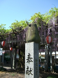 真木の大藤