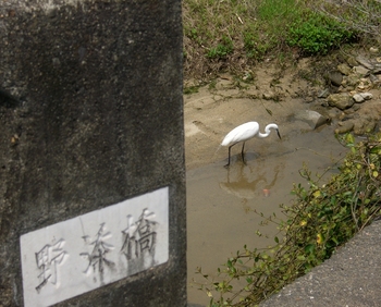 轟木川の白鷺
