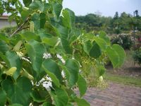 鳥栖の東公園のしなのきの蕾