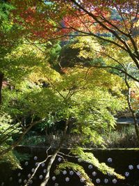 伊万里鍋島藩窯秋まつり