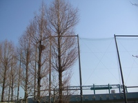 市民公園の鳥の巣