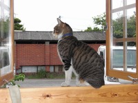 招き猫？
