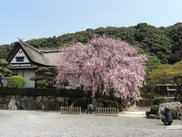 柿右衛門さんの桜　満開