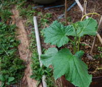 野菜栽培熱中人
