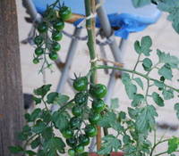 野菜成長具合