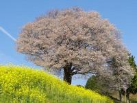 先日！武雄市の【馬場の山桜】を見に♪♪