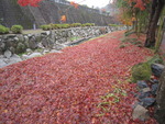 紅葉もそろそろ終りに～！