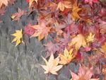 紅葉もそろそろ終りに～！