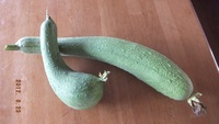 ナーベラー（へちま）収穫