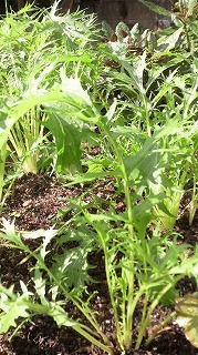 ハンダマーが茂っています