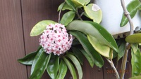 何故？サクラランが次々に開花
