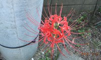 何故？植えてないのに